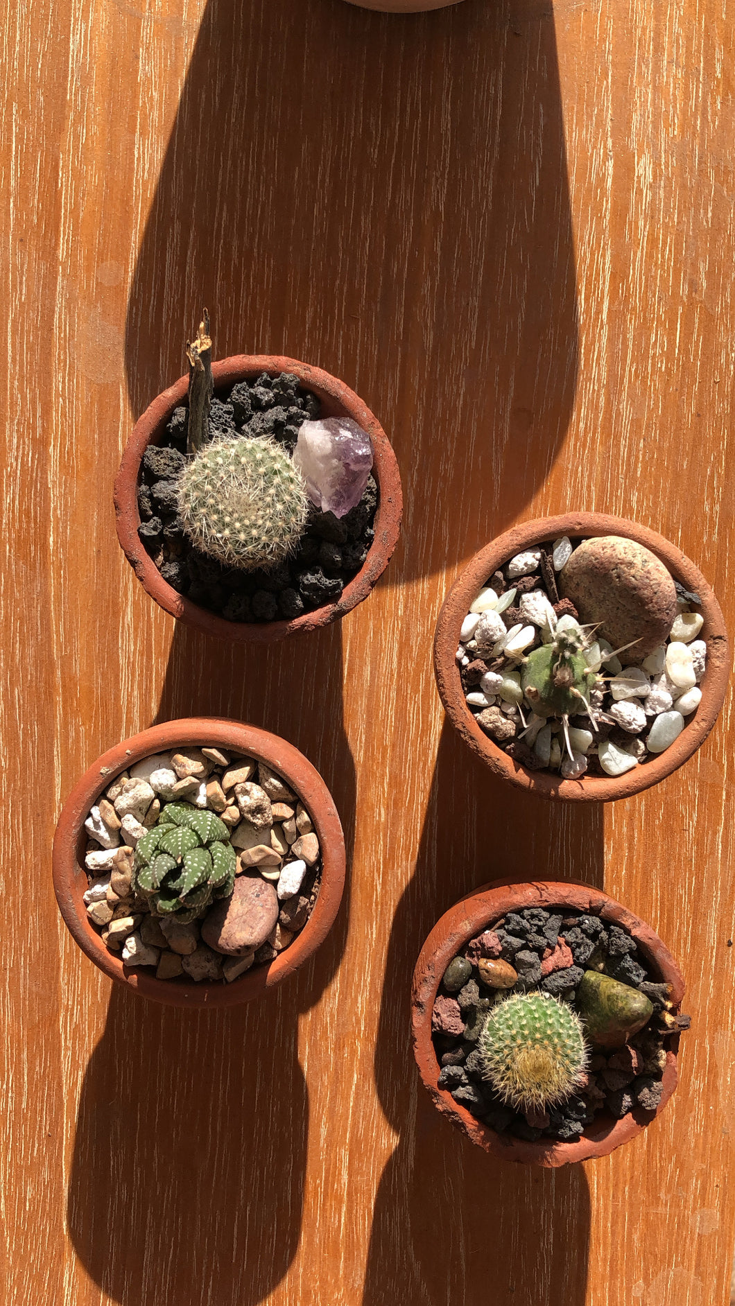 Mini Cacti Arrangements