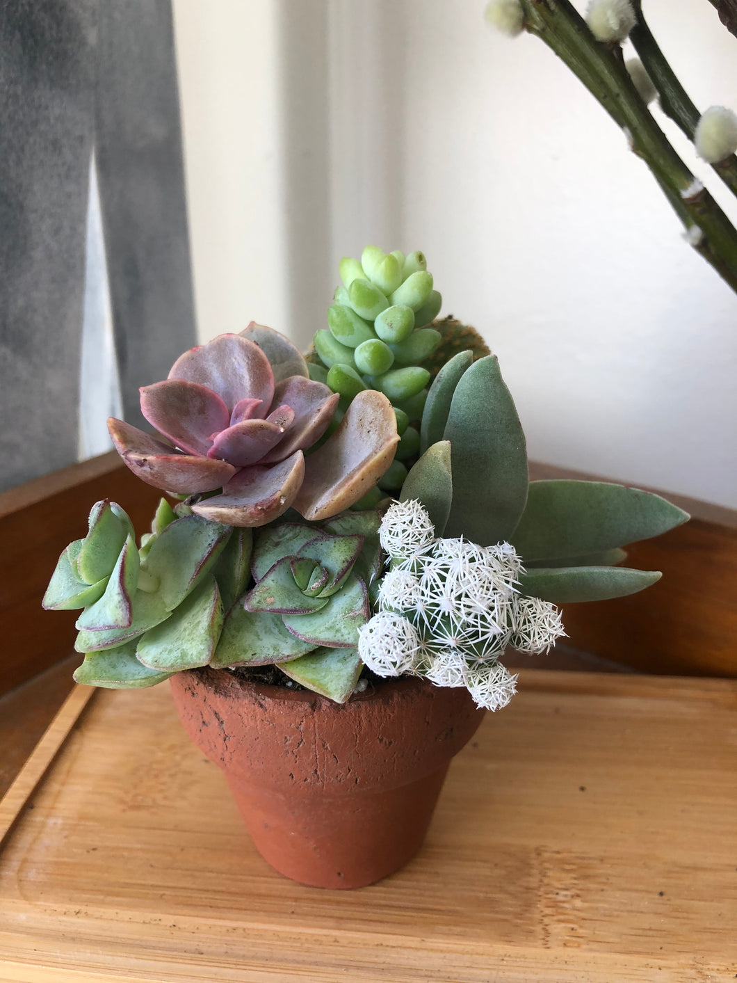 Mini Succulent Bouquet