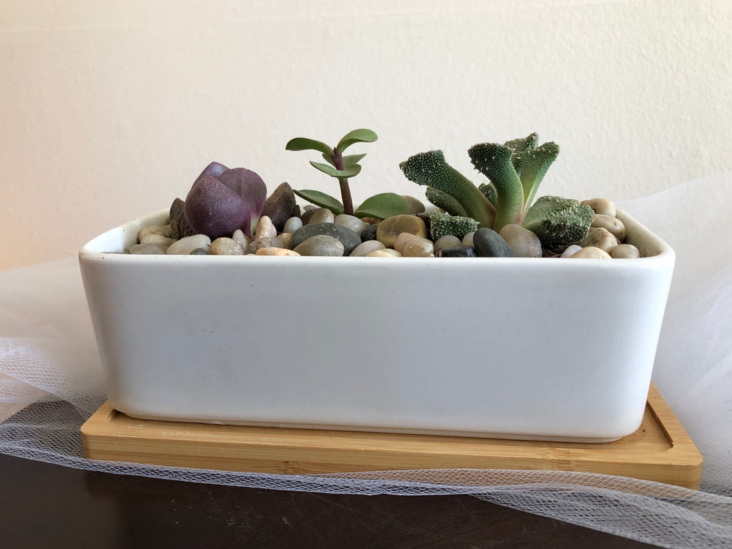 White Polish/Wooden Water Dish With Succulent/Cacti Arrangement
