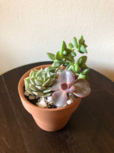 Load image into Gallery viewer, Mini Succulent Bouquet
