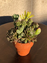 Load image into Gallery viewer, Mini Succulent Bouquet
